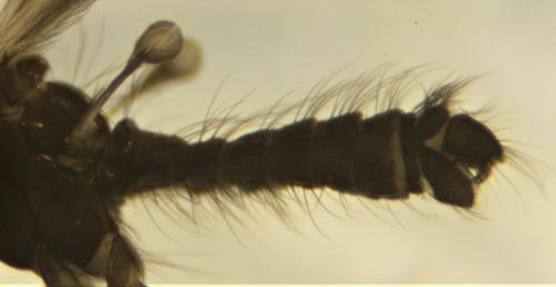 Tasiocera murina